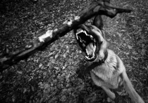 dog bite lawyer Sugar Land, TX